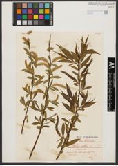 Foto von Salix alba L.